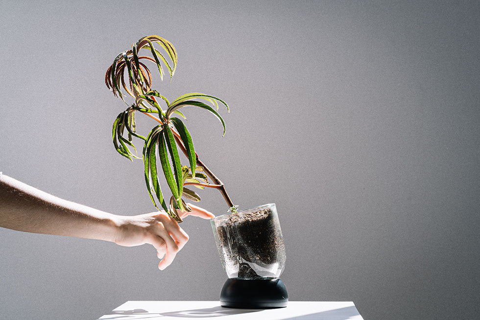 【Pre-order~18/9】Bmix Studio X INAPSQUARE Clear Pot_02 花瓶