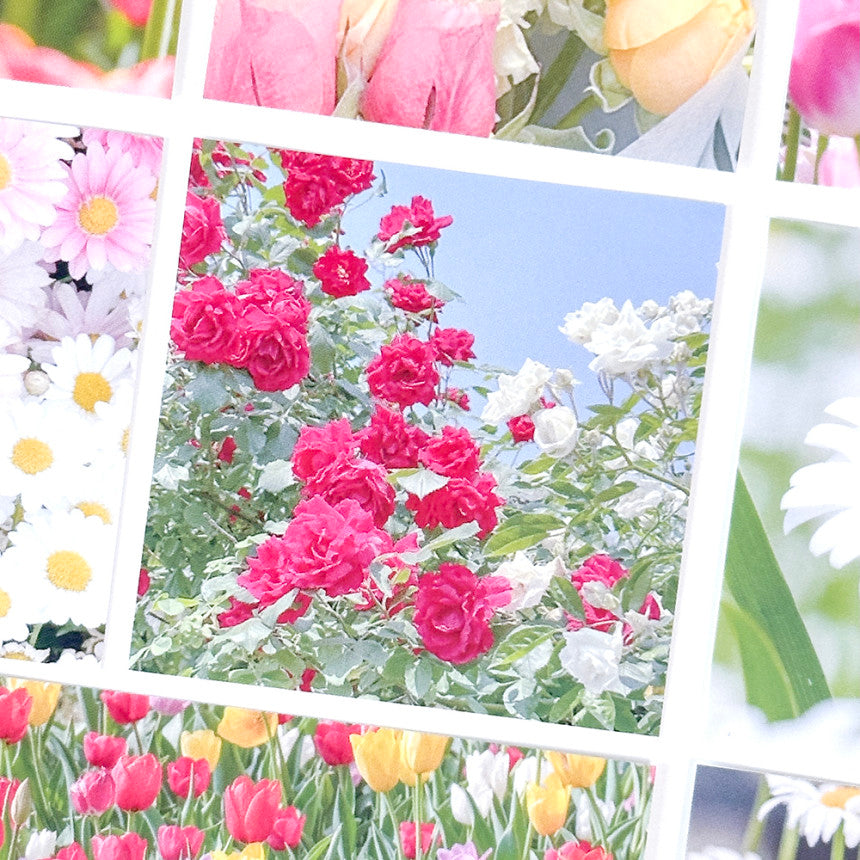 Mingkit Flower Sticker Pack (10P)